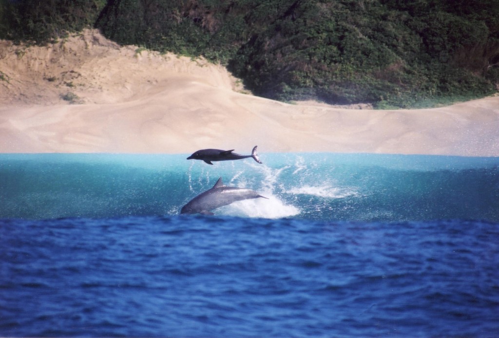 C91VM Mozambique DX News